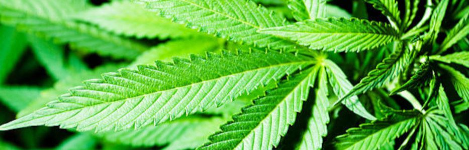 Medical cannabis does ‘more harm than good’ to mental health